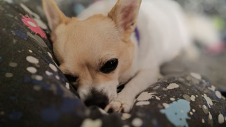 Самарцам рассказали, как отучить собаку лаять