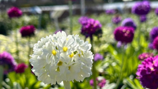 Стала известна дата открытия Ботанического сада в Самаре