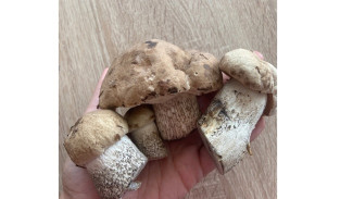 В Самарской области зафиксирована грибная аномалия в августе 2024 года