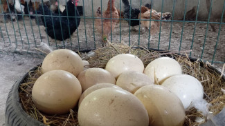 Самарцам рассказали о подорожании яиц в марте на 10,3%