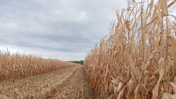 В Самарской области выполнено 65% посевных мероприятий