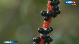 В Самаре есть место, где посреди зимы жизнь бьёт ключом 