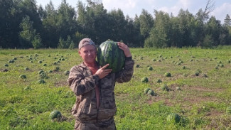 В Самарской области вырастили гигантские арбузы