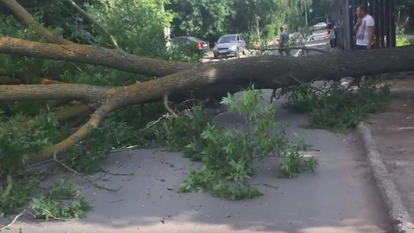 В Самаре расколотое пополам дерево упало на автодорогу  