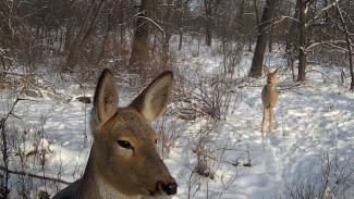 В Самарской области началась массовая миграция косуль 