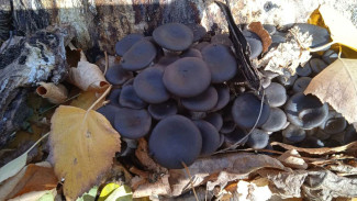 Рука тянулась за ножом: показываем, что повстречали грибники в лесу под Самарой