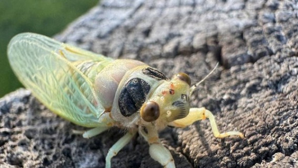 От личинки до певца: в Жигулевском заповеднике случилось нашествие горных цикад