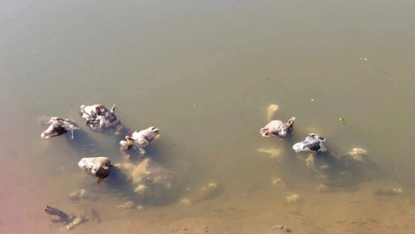 Трупы плавают в воде: тошнотворная находка напугала отдыхающих на реке Кинель под Самарой