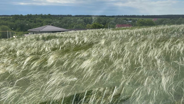 10 самарцев украли 1,8 тонны семечек в Ульяновской области