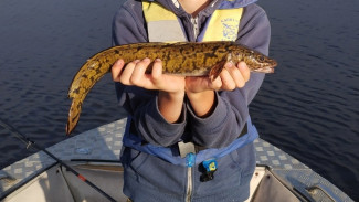 Самарец поймал в Волге очень редкую рыбу