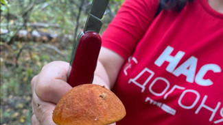 Самарцам объяснили, как безопасно собирать белые грибы