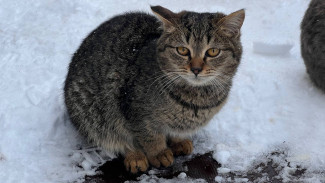 В Самарской области после аномалии пройдет ледяной дождь