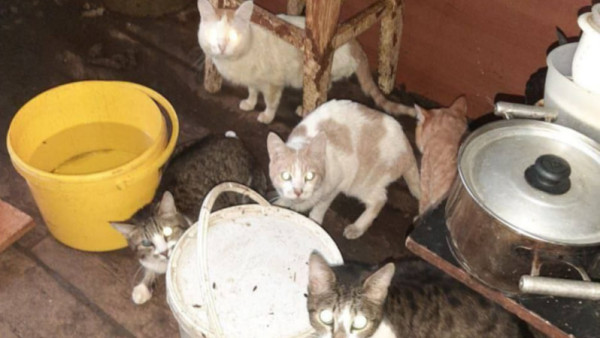 В Самаре 13 кошек оказались заперты в затопленном жилище на две недели 