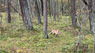 В Самарской области вводят противопожарный режим
