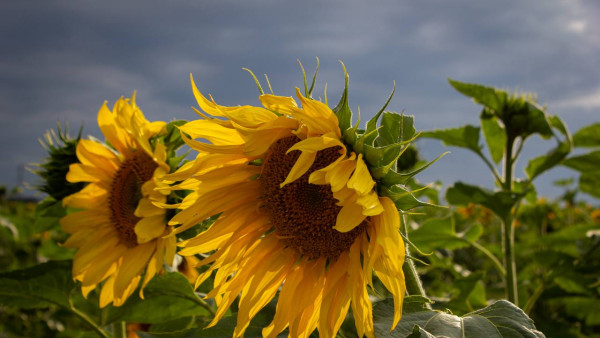 12 августа — Международный день подсолнуха