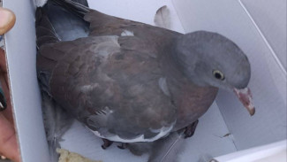 В Самаре спасли птенца краснокнижной птицы