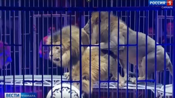 В Самаре состоялось премьерное выступление шоу фонтанов «Принц цирка»