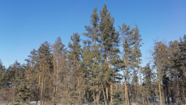 В Самарской области водитель сбил пешехода и скрылся с места ДТП 