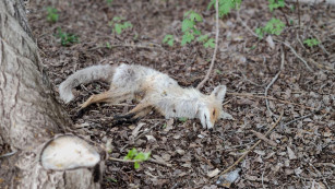 В Самарской области объявлен карантин из-за смертельной болезни