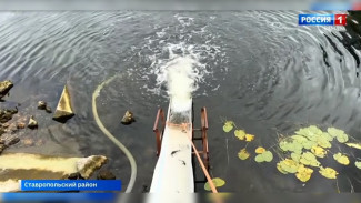 В Самарской области продолжают восстанавливать популяцию краснокнижной стерляди