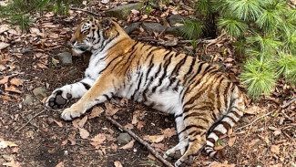 В Самарском зоопарке раскрыли подробности нападения тигра на сотрудника