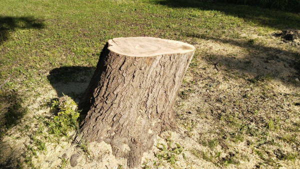 В Самаре после обследования пришлось спилить ясень-долгожитель 