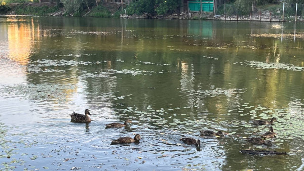 В реке Падовке под Самарой зафиксировано экстремально высокое загрязнение воды 