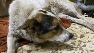 В Самаре молодой человек спас собаку, сбитую на ул. Антонова-Овсеенко