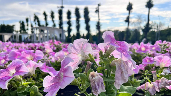 Самарским дачникам рассказали за какие растения на участке можно попасть за решетку