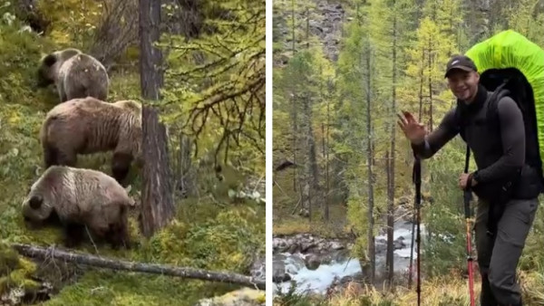 Туристы из Самары оказались в 50 метрах от голодных алтайских медведей