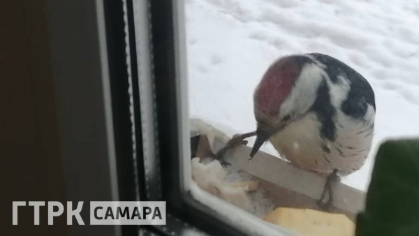 Жительница Самарской области подружилась с дятлом