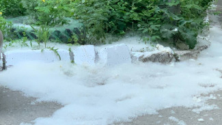 Власти Самары рассказали что делать с тополиным пухом 