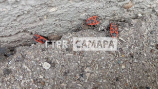 В Самаре началось нашествие клопов-солдатиков