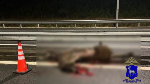 На трассе в Самарской области автобус VSN-700 сбил лося