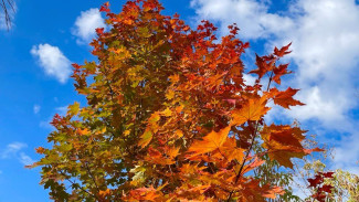 Народный календарь на 7 сентября: что не стоит делать в день Тита Листопадника 