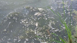 Администрация Самары выясняет, почему умерла рыба под Волгарем