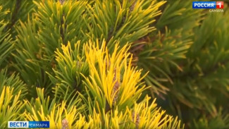 Садовый эксперт Вера Глухова рассказала, как пробудить хвойные растения после зимней спячки 