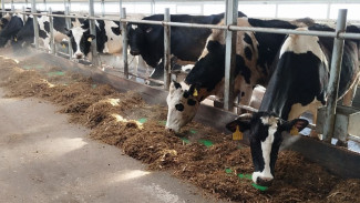 Под Самарой ввели карантин из-за очага опасной инфекции