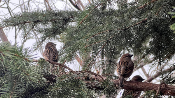 Стало известно, сколько воробьев проживает в Самарской области