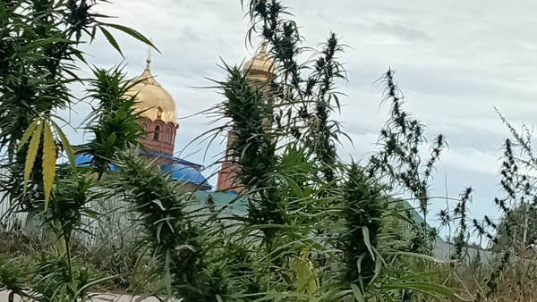 Под Самарой обнаружили поселок с обилием цветущей дикой конопли