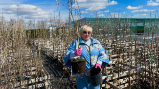 Вера Глухова назвала лучшее время для посадки хвойных растений 