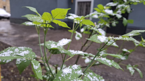 В Самарской области на праздники может выпасть снег