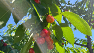 В Самаре может возникнуть рост цен на фрукты 