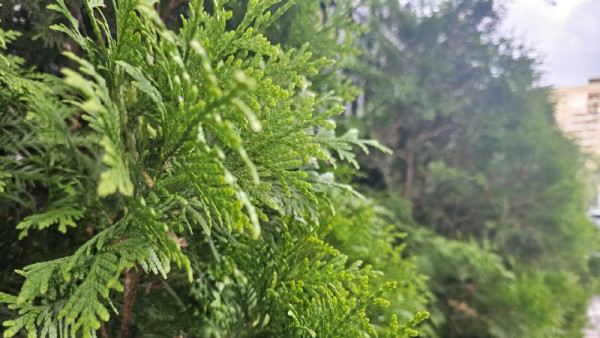 Синоптики рассказали, какой будет погода в июле 2025 года в Самарской области