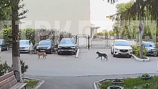 Стая собак "съела" 5 автомобилей на улице Ново-Садовой в Самаре
