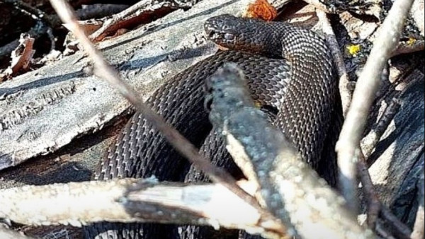 В парках и лесах Самарской области проснулись гадюки