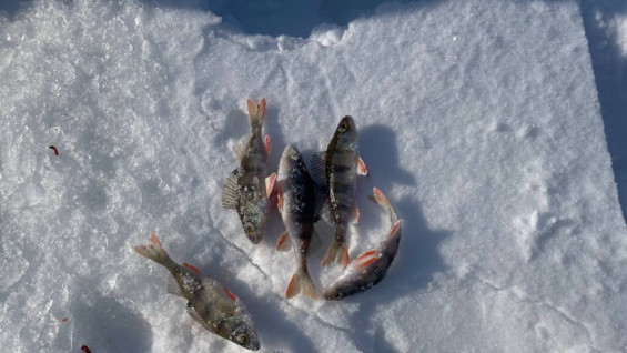 В Самарской области запретят ловить рыбу и раков