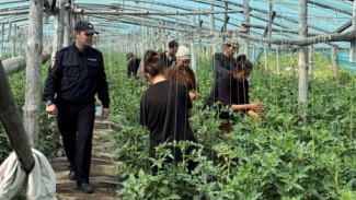 В тепличном комплексе Самарской области скрывались 24 нелегала