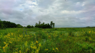 Народный календарь: 27 июня. Не делайте этого на Елисея Гречкосея, иначе наживете 100 несчастий