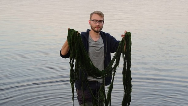 В акватории Волги под Самарой нашли неизвестный ранее науке вид водорослей